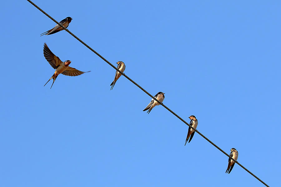Barn Swallows Online - Join the Club Photograph by Peggy Collins
