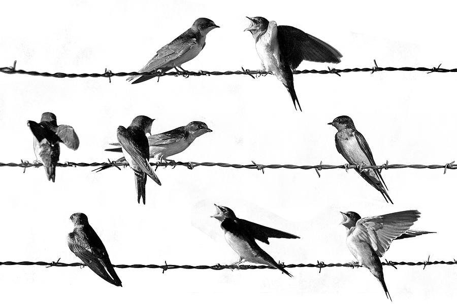 Barn Swallows perched on Barbed Wire in Black and White Photograph by Randall Nyhof