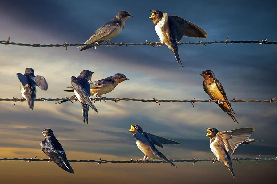 Barn Swallows perched on Barbed Wire Photograph by Randall Nyhof