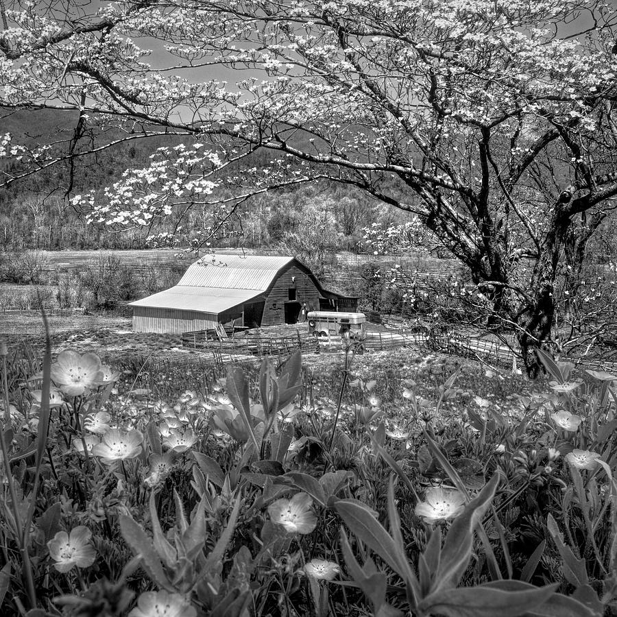 Barn Under the Dogwoods and Wildflowers in Black and White  Photograph by Debra and Dave Vanderlaan