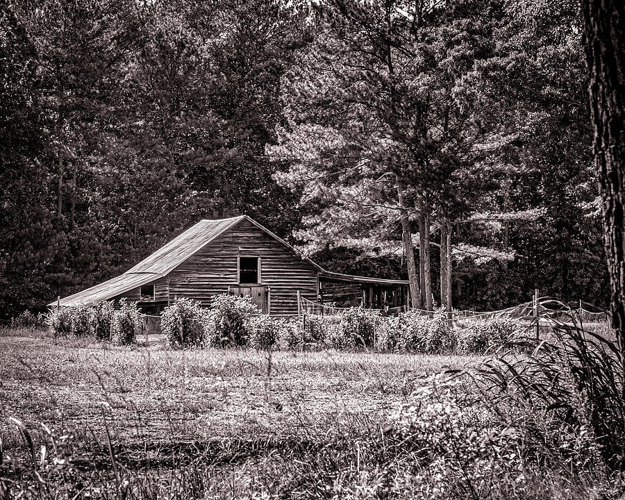 Barn with Big Tree Photograph by Randy Bayne
