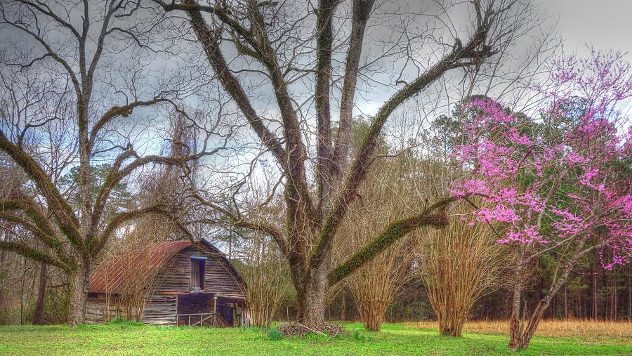 Barn With Pecan Trees 0 Photograph by Lanita Williams