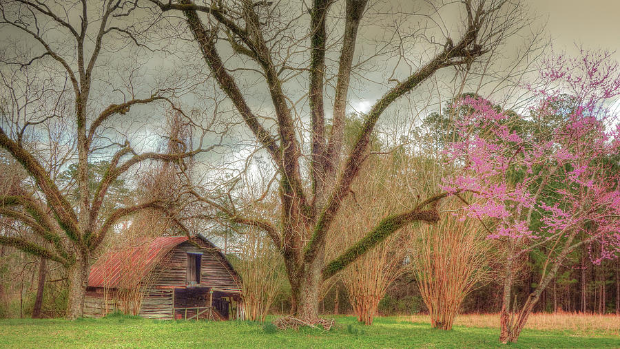 Barn With Pecan Trees 3 Photograph by Lanita Williams