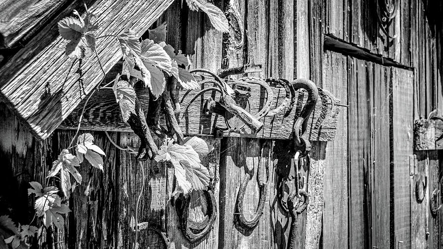 Barn With Vine Growing On It Photograph by Mike Fusaro