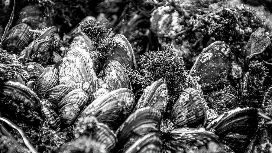 Barnacle covered Mussels Photograph by Mike Fusaro