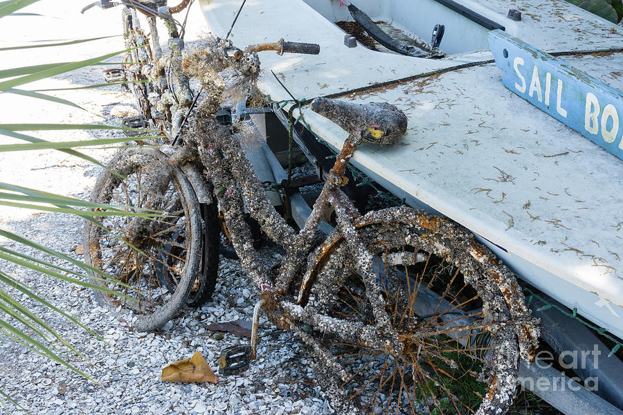 Barnacle-encrusted bicycles on display outside a shop on Anna Ma Photograph by William Kuta
