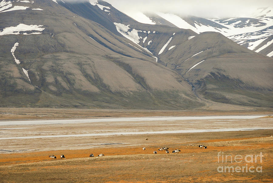 Barnacle Geese Foraging in Svalbard Photograph by Nancy Gleason