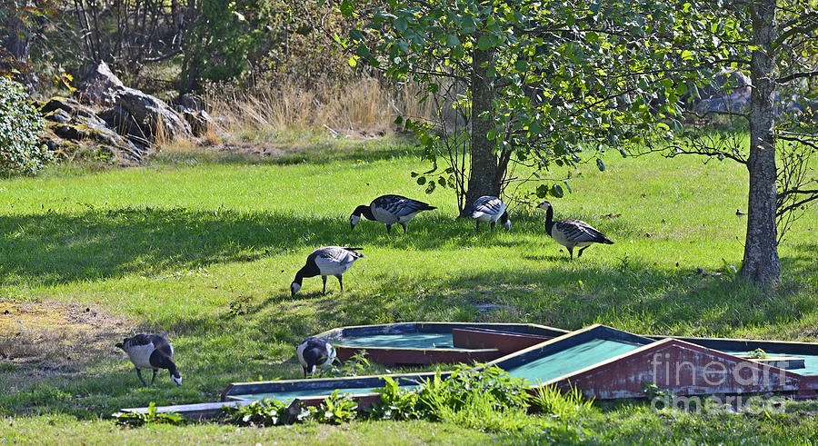 Barnacle Goose 24 Photograph