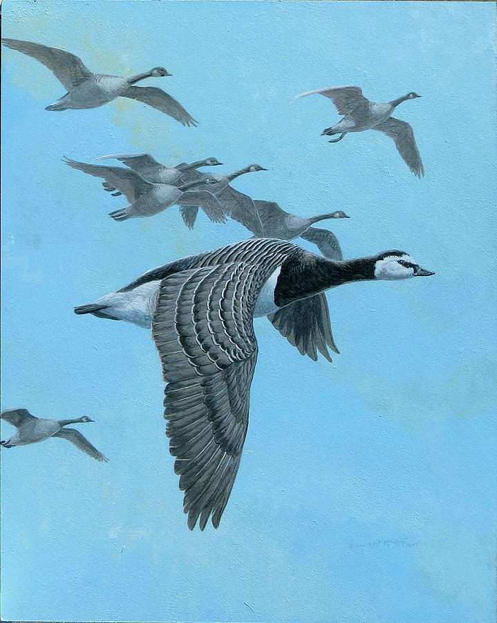 Barnacle Goose Painting by Barry Kent MacKay