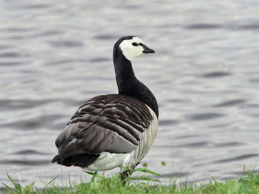 Barnacle Goose By The Lake Photograph
