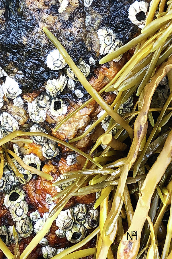 Barnacles and Weed Digital Art by Nancy Olivia Hoffmann Barnacles and Weed Digital Art by Nancy Olivia Hoffmann