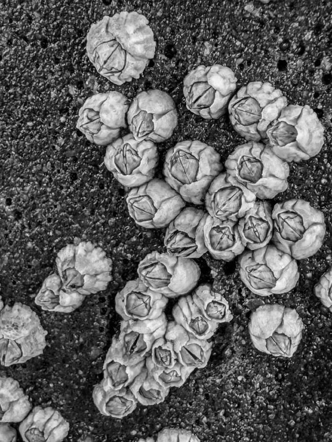 Barnacles Photograph by Cate Franklyn Barnacles Photograph by Cate Franklyn