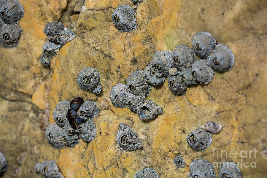 Barnacles Photograph by Eva Lechner