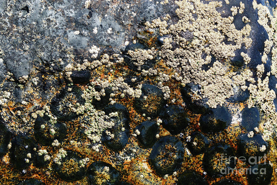 Barnacles growing on orbicular granite rock outcrop Chile Photograph by James Brunker