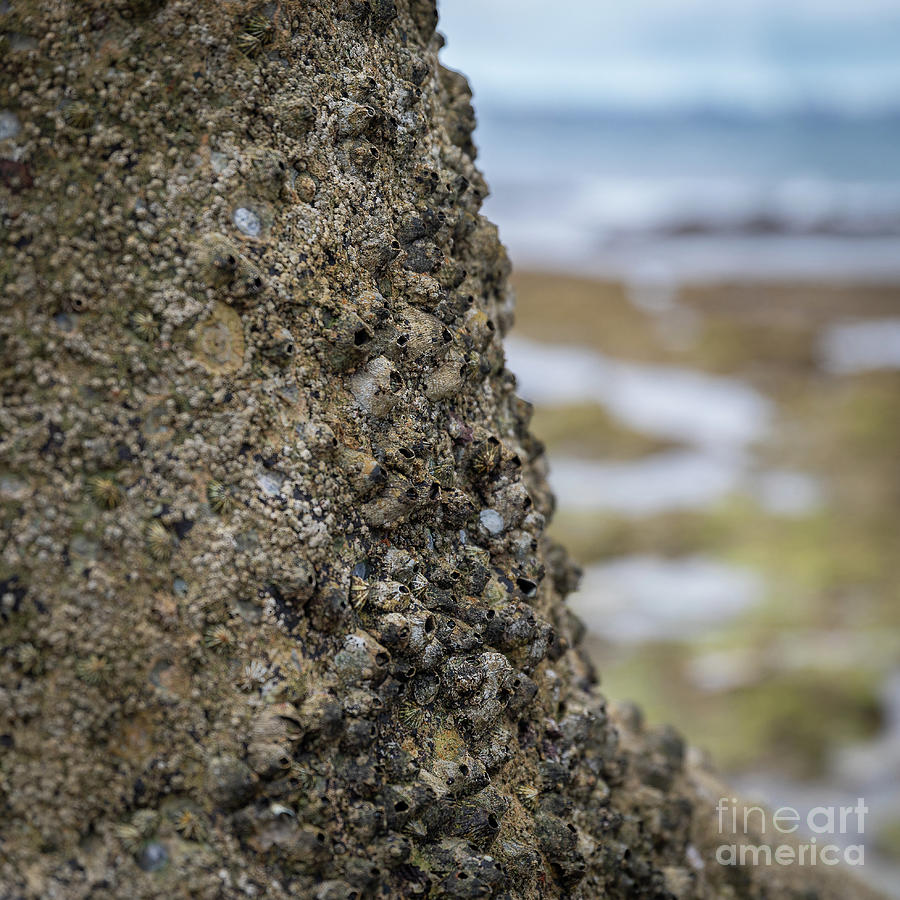 Barnacles Photograph by Rebecca Caroline Photography