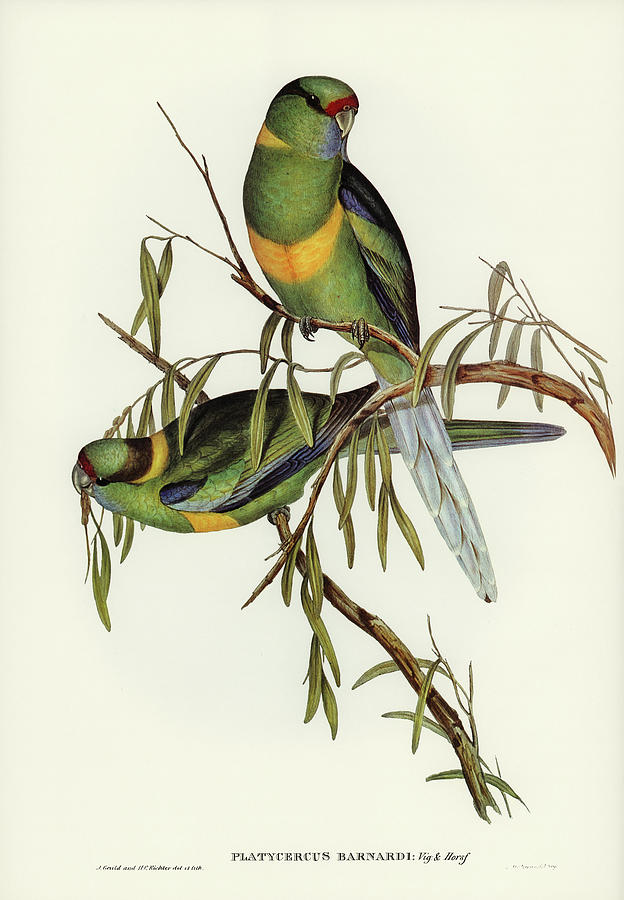 Barnards Parakeet Drawing by World Art Collective
