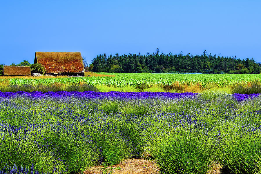 Barns among the Lavender Photograph by David Patterson