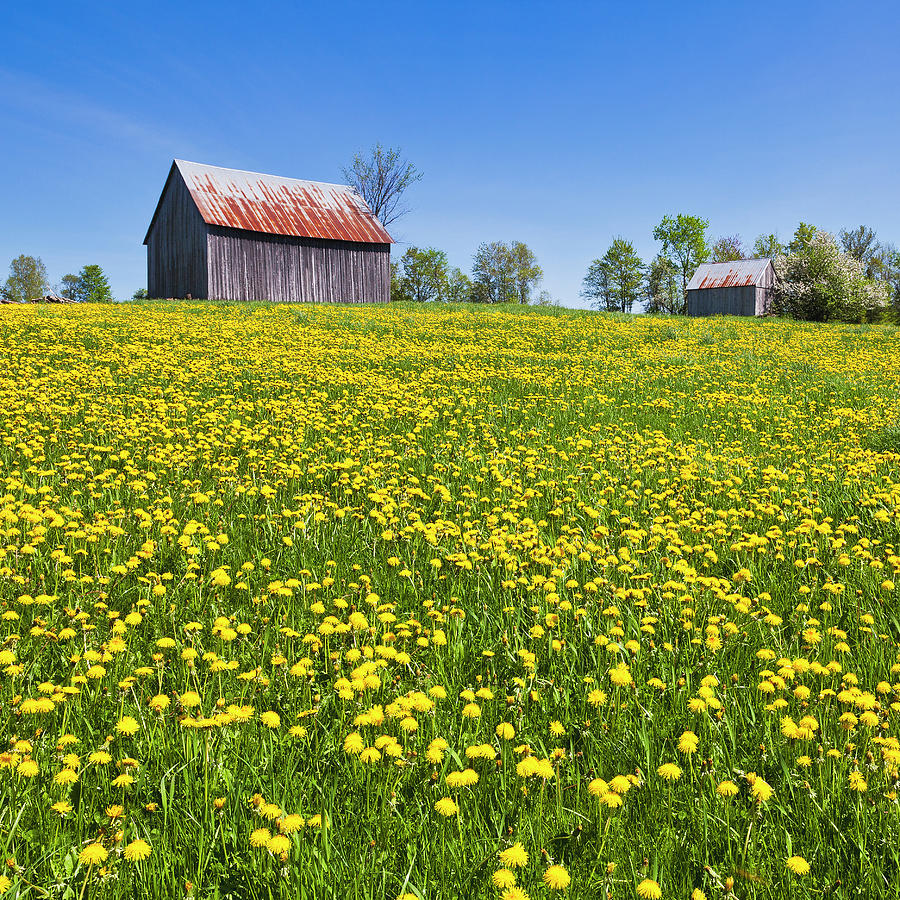Barns And Dandelions Square Photograph by Alan L Graham