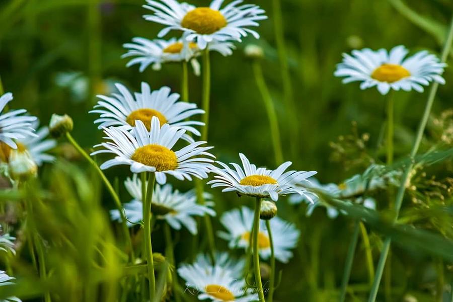 Barnyard Daisies Photograph by Katelyn Leach | Fine Art America