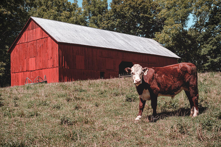 Barnyard Red Photograph by Jim Love - Fine Art America