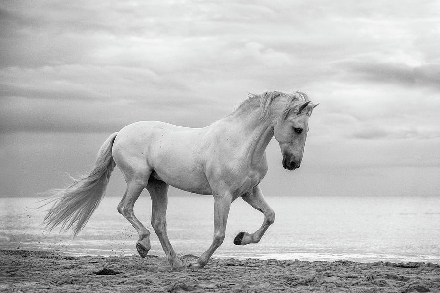 Baron II - Horse Art Photograph by Lisa Saint