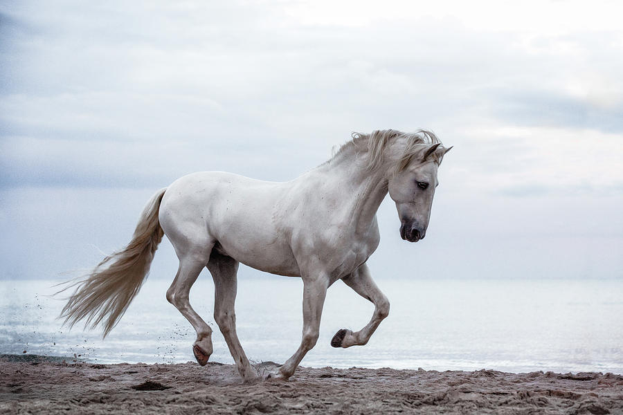 Baron III - Horse Art Photograph by Lisa Saint