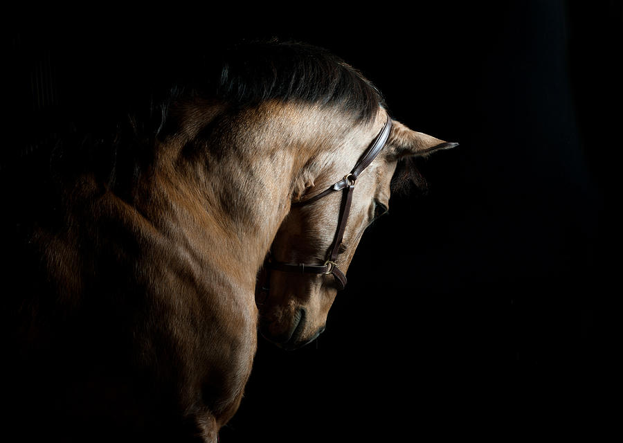 Baroque horse Photograph by Photographs by Maria itina