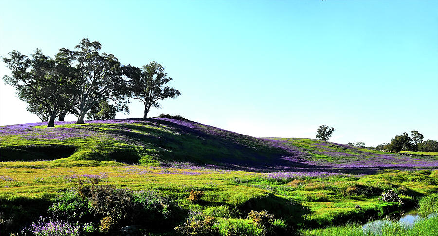 Barossa Valley in Spring Photograph by Lexa Harpell