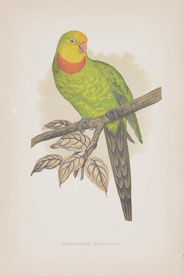 Barrabands Parakeet c.1884  Digital Art by Kim Kent