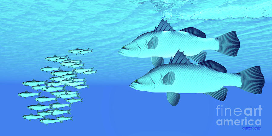 Barramundi after Anchovy Fish Digital Art by Corey Ford