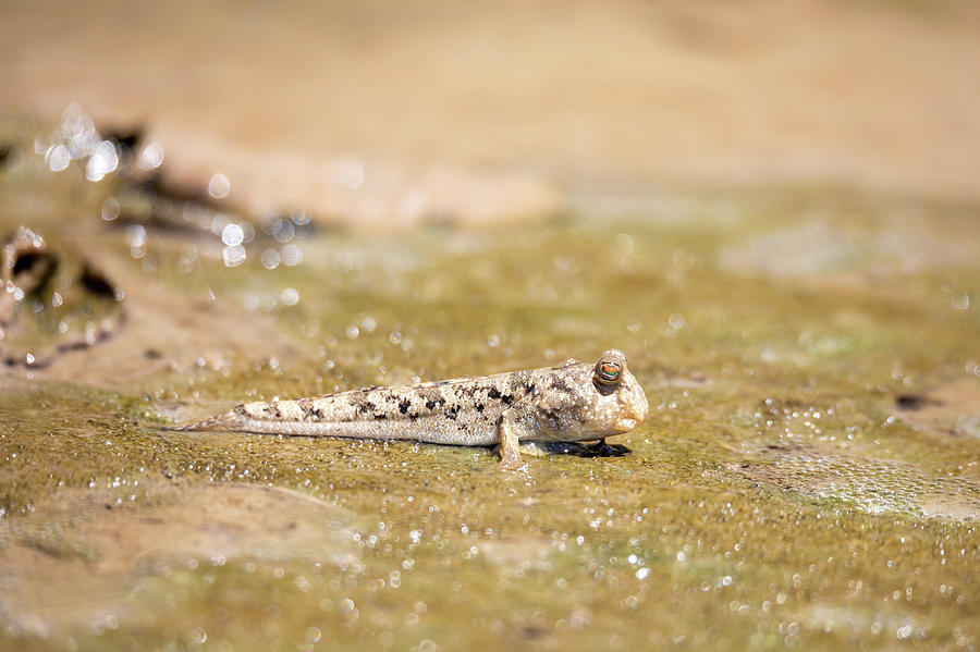 Barred Mudskipper, Periophthalmus argentilineatus, Kivalo, Madagascar ...