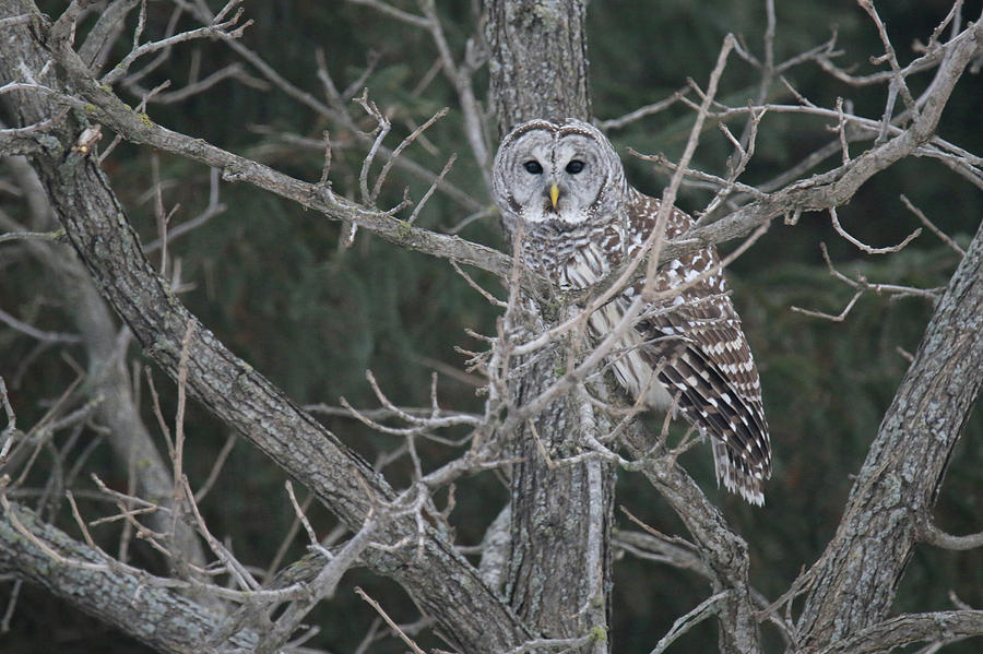 Barred Owl 1 Photograph by Brook Burling