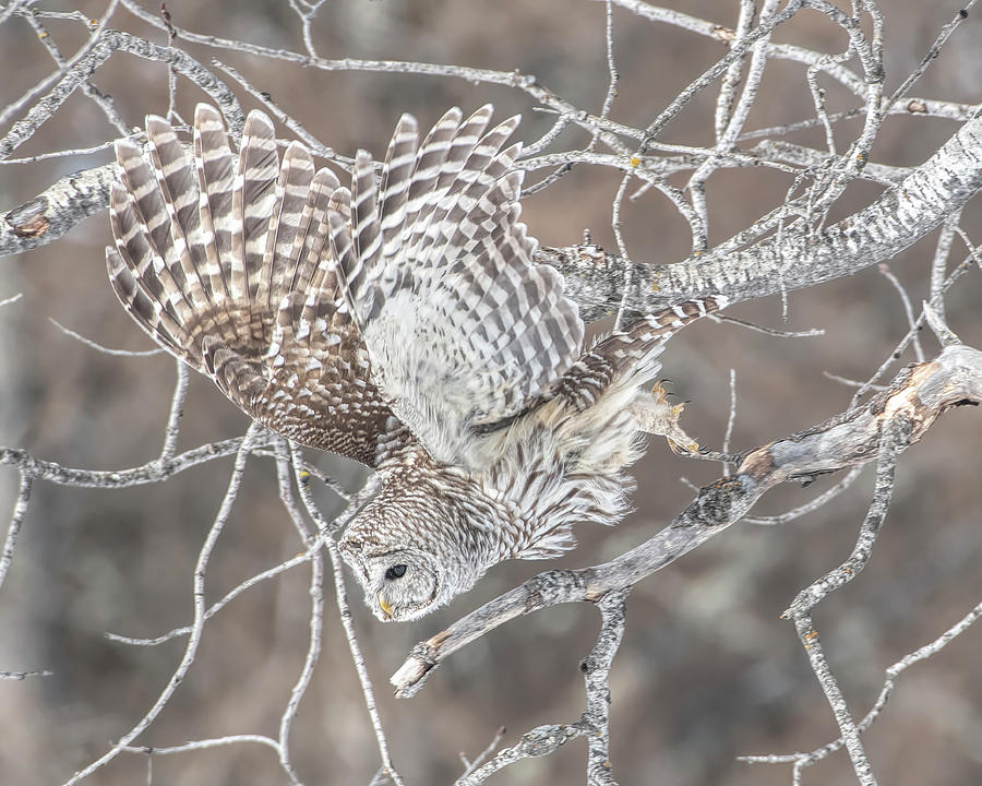 Barred Owl #1 Photograph by Wade Aiken