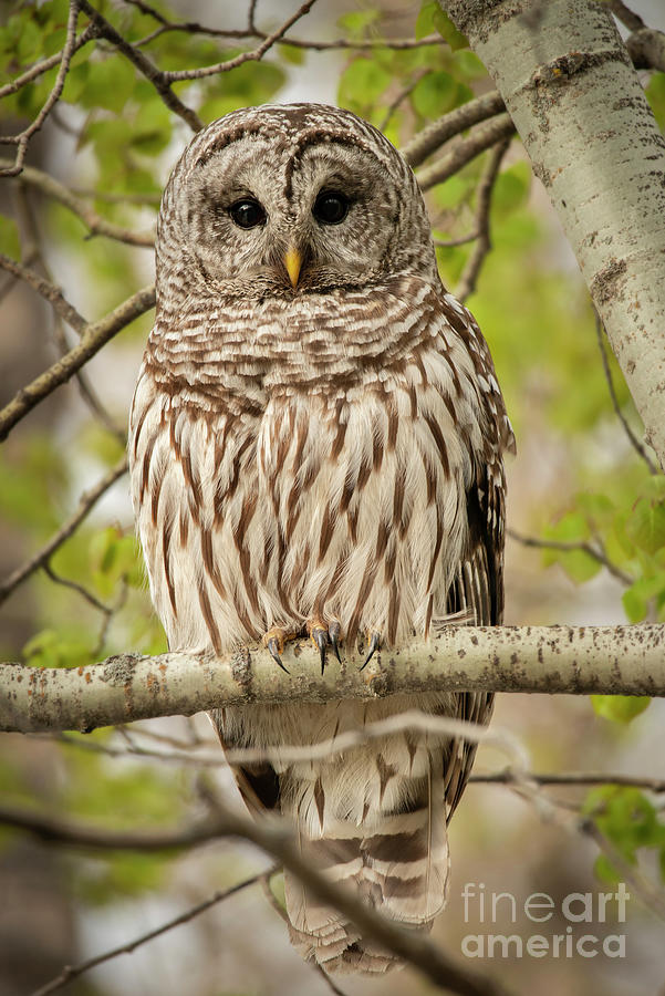 Barred Owl Photograph - Barred Owl 2 by Jennylynn Fields