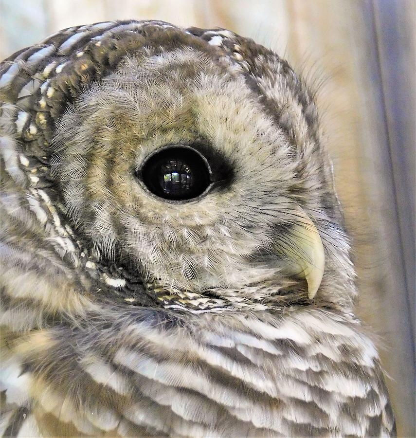 - Barred owl 2 Photograph by THERESA Nye