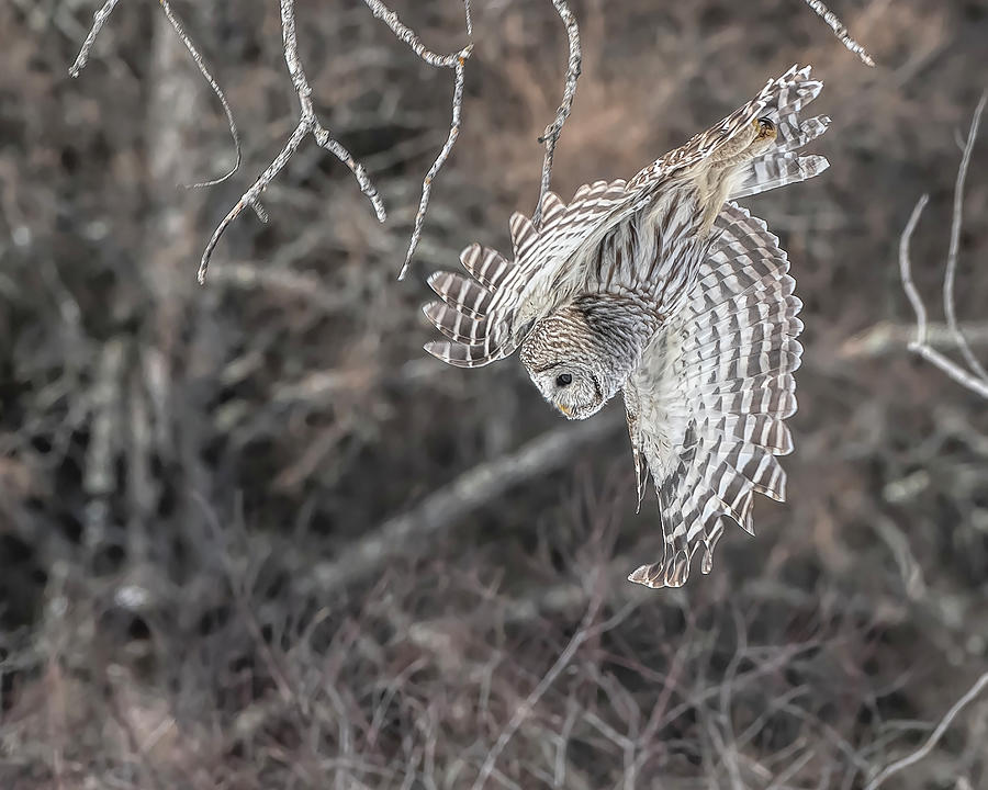 Barred Owl #2 Photograph by Wade Aiken