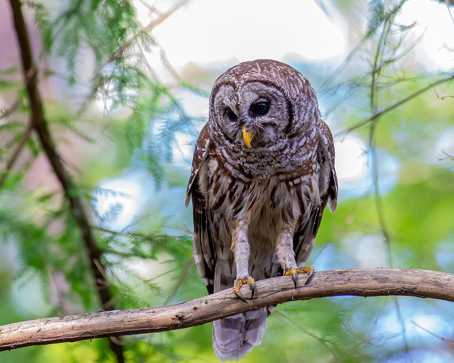 Barred Owl 3 Photograph by Larry Maras Barred Owl 3 Photograph by Larry Maras