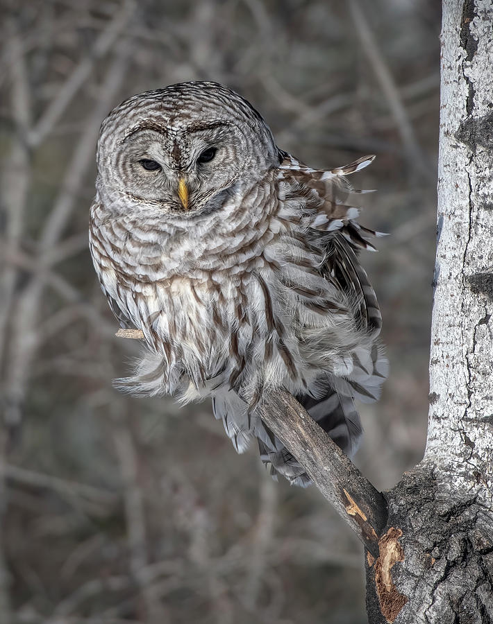 Barred Owl #4 Photograph by Wade Aiken
