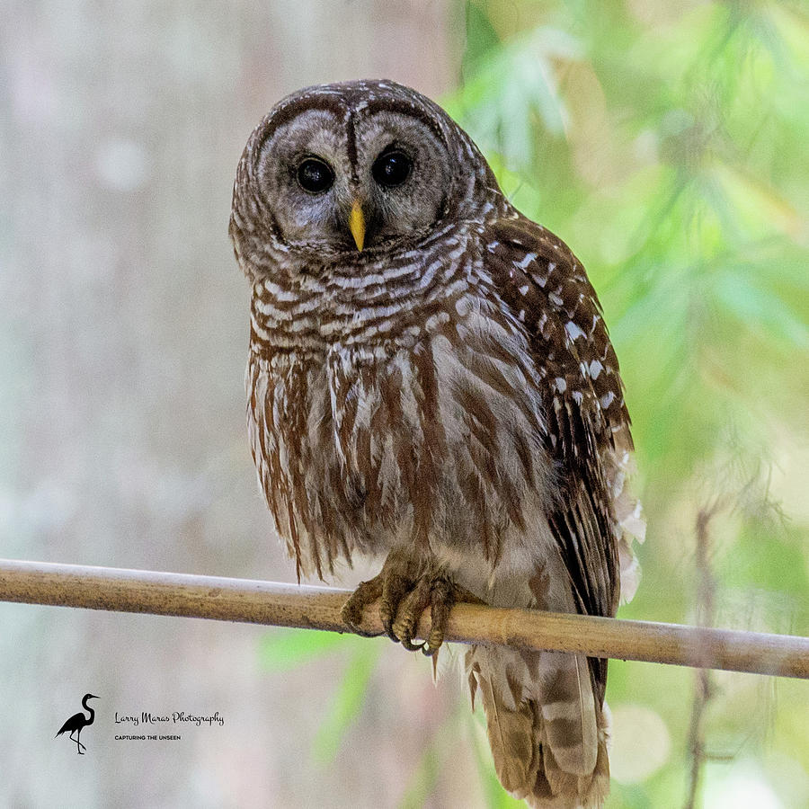 Barred Owl 5 Photograph by Larry Maras Barred Owl 5 Photograph by Larry Maras
