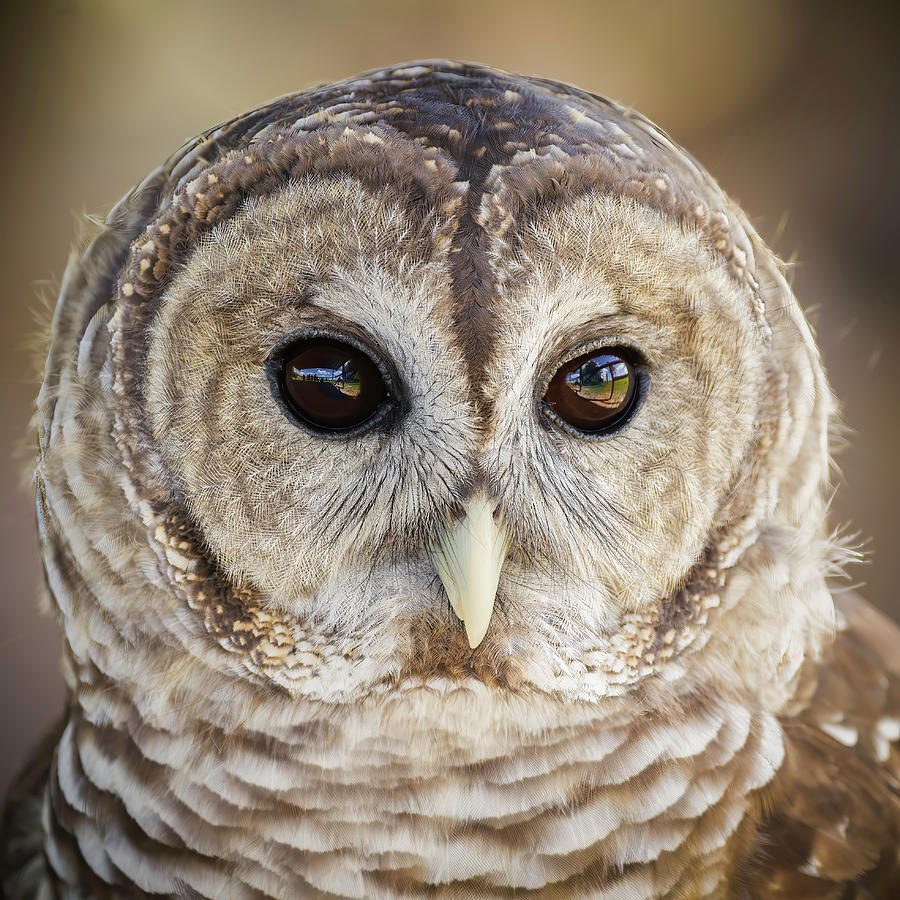 Barred Owl Photograph by Adam Rainoff Barred Owl Photograph by Adam Rainoff