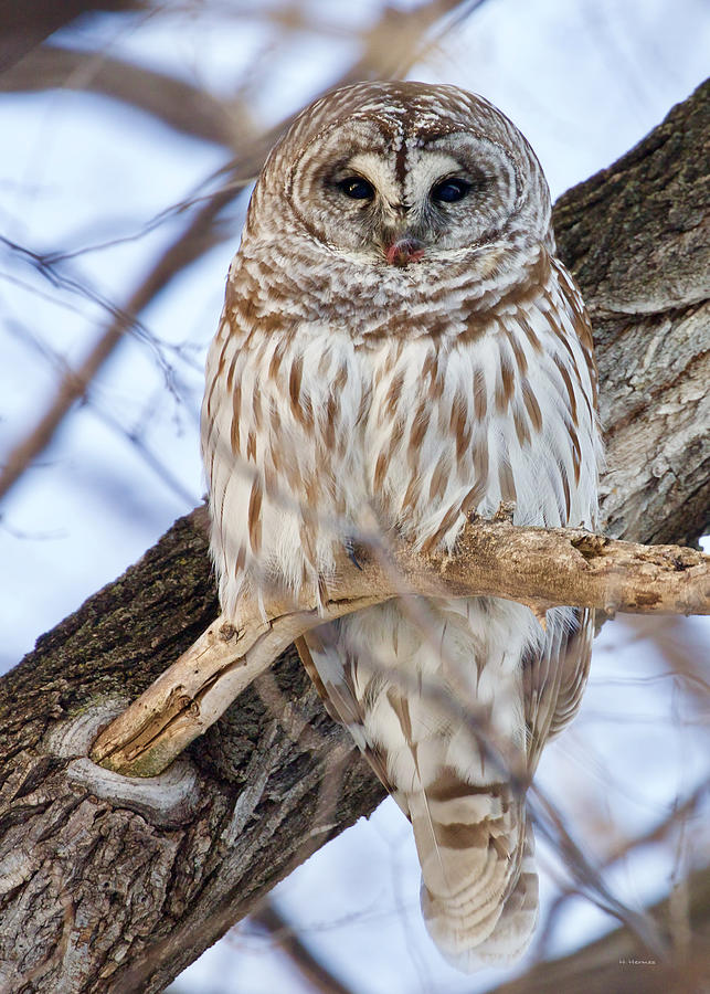 Barred Owl After Lunch Photograph by Hermes Fine Art