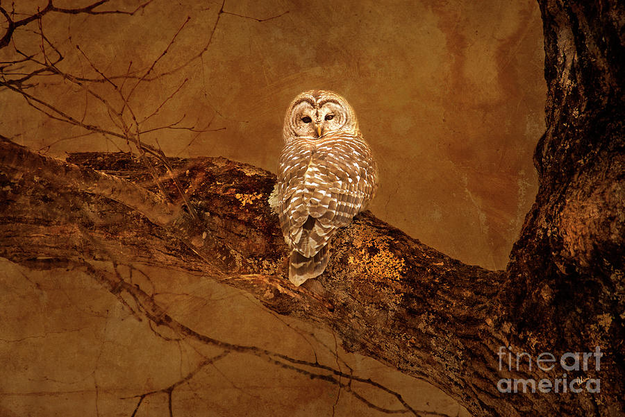 Barred Owl Photograph by Alana Ranney