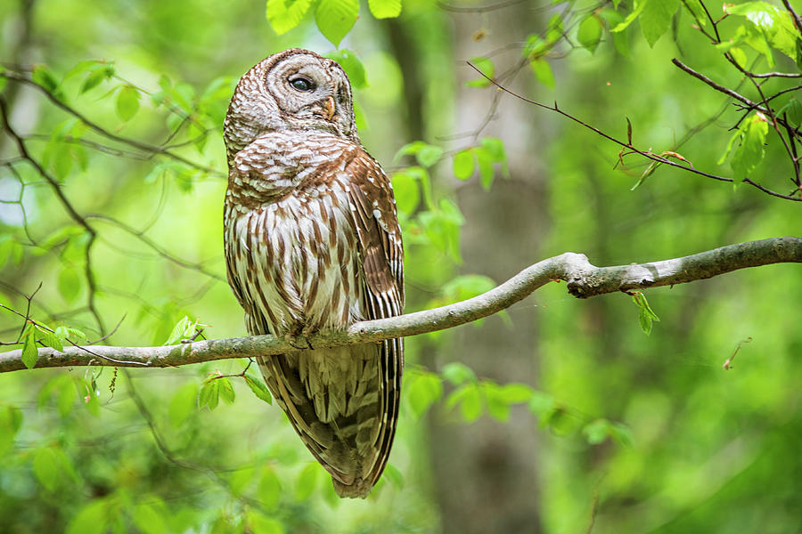Barred Owl at Cliffs of the Neuse Photograph by Bob Decker