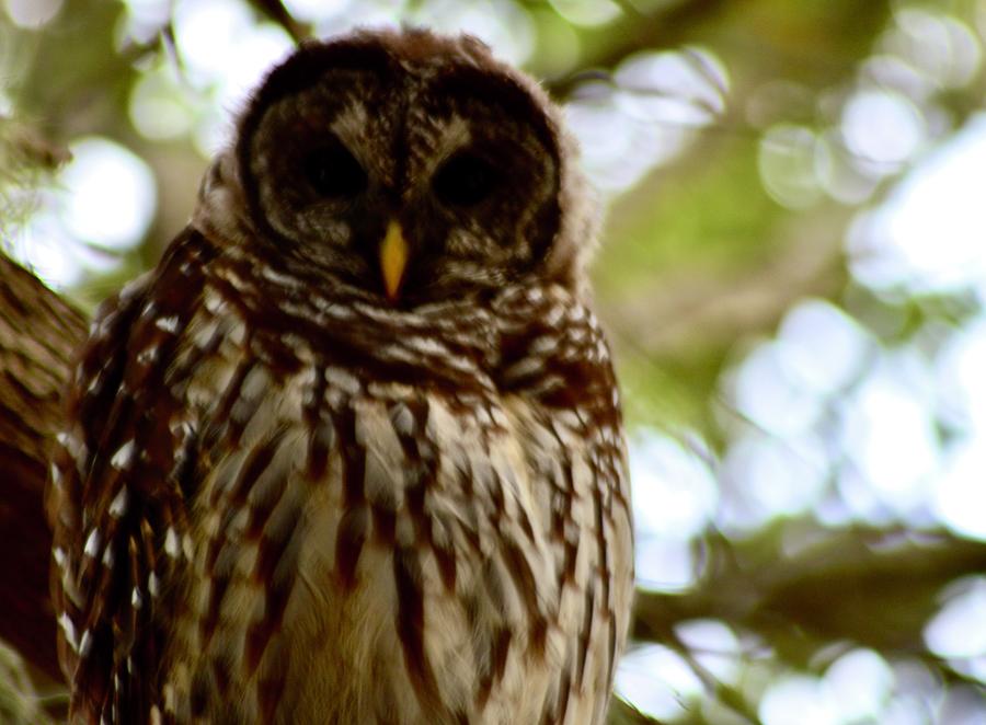 Barred Owl at Dusk  Photograph by Warren Thompson