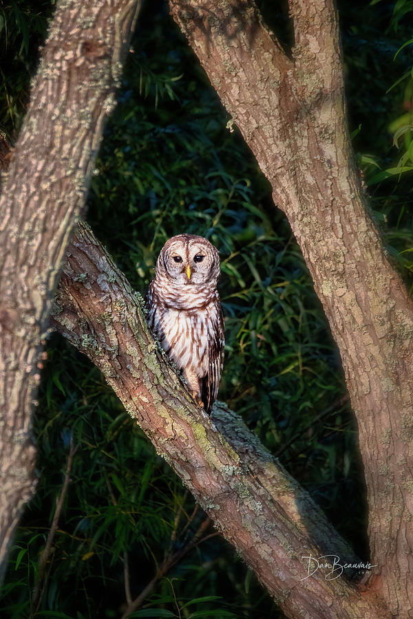 Barred Owl at Pungo #8032 Photograph by Dan Beauvais