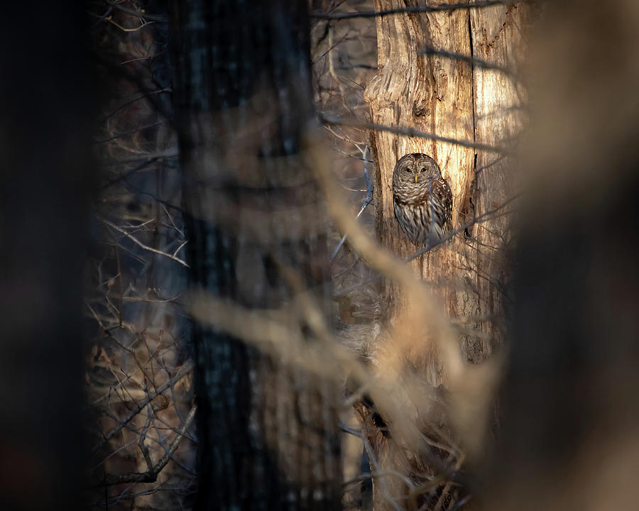 Barred Owl at Sunset Photograph by Mindy Musick King