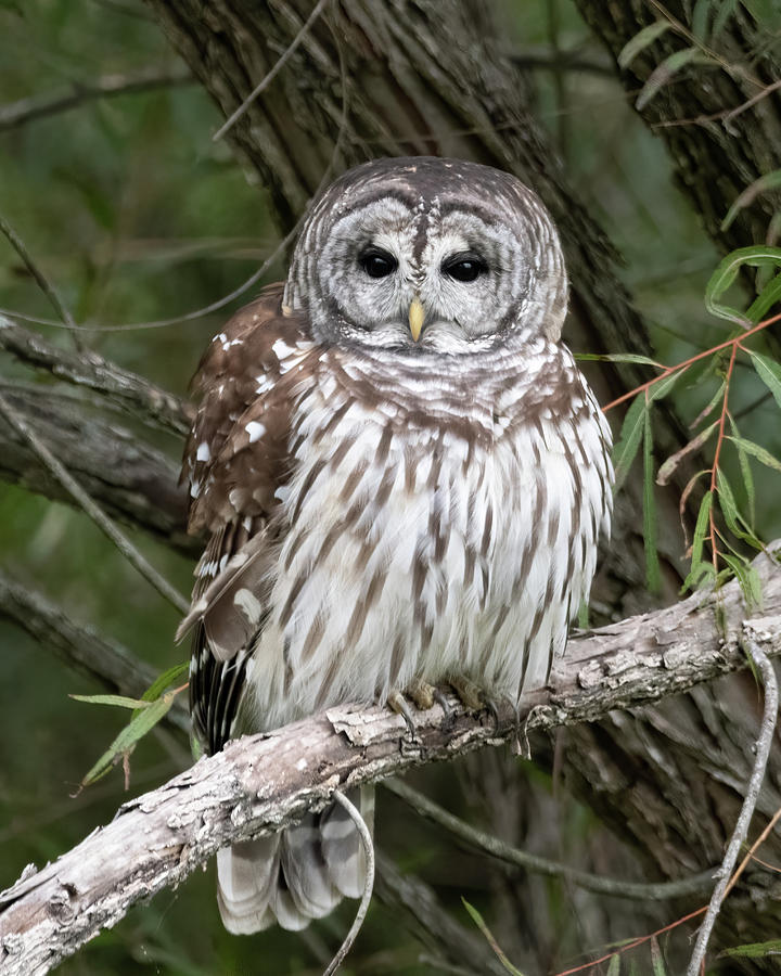 Barred Owl at Torraine Lake Portrait Photograph by James Barber - Fine ...