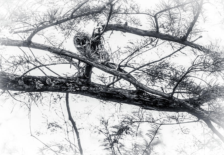 Barred Owl at Wapanaca Photograph by James C Richardson