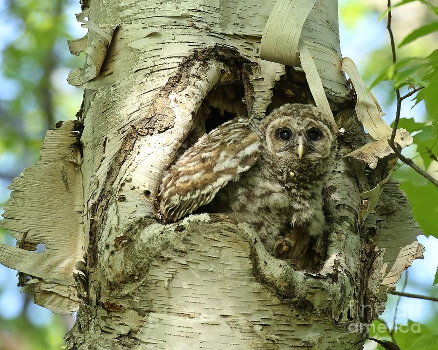 Barred owl baby camouflage Photograph by Heather King
