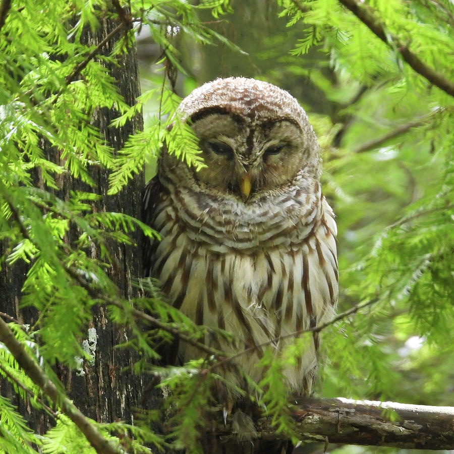 Owl Photograph - Barred Owl by Beatriz Portela